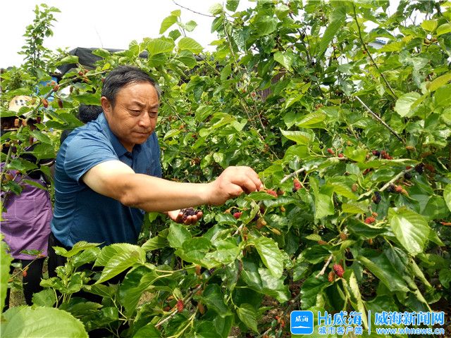 威海荣成：山壃薄地“转”出“金疙瘩”