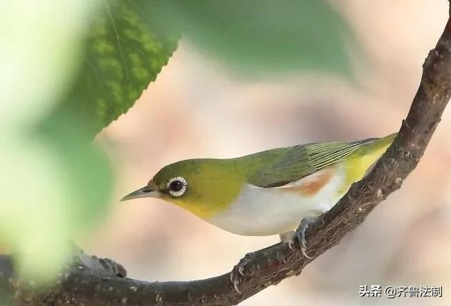 爱它，就请放过它青岛检察院就一起非法狩猎野生鸟类案提起诉讼