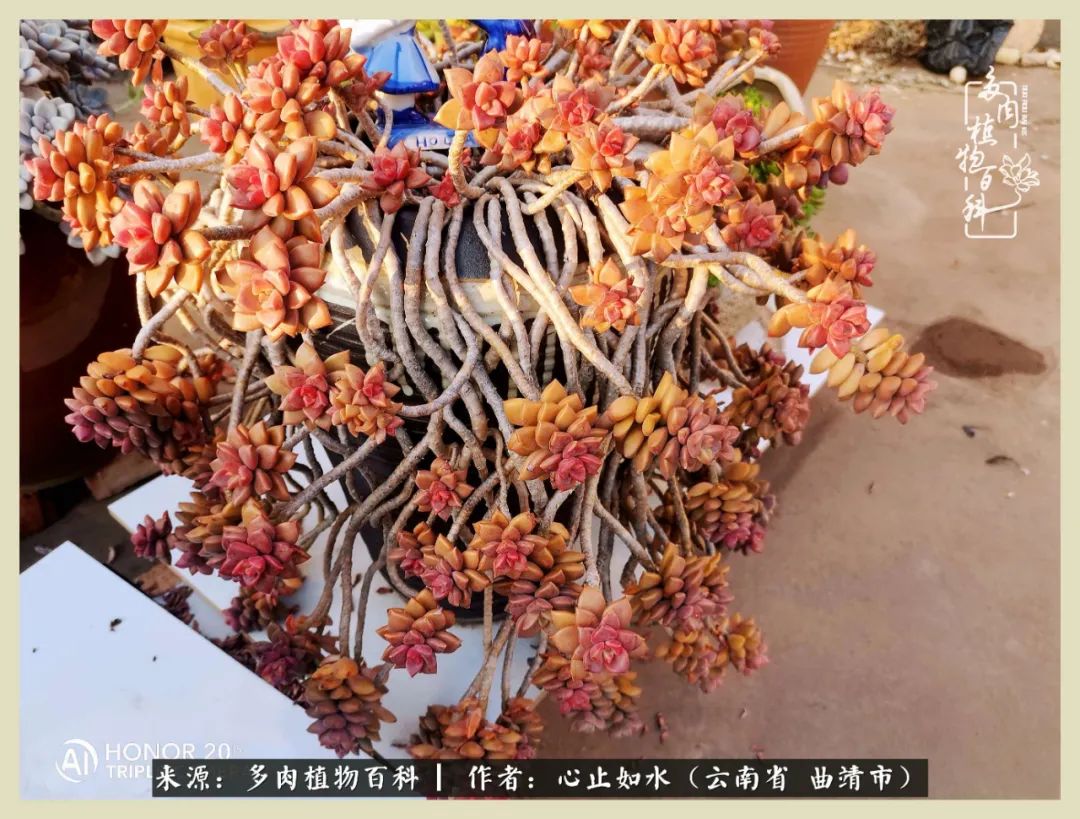 感谢陪伴感恩所有的遇见,让每个人都能感受到多肉的美好