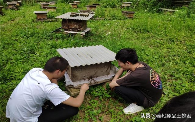 蜂王被蛰怎么办,蜂王被围的3种解救办法