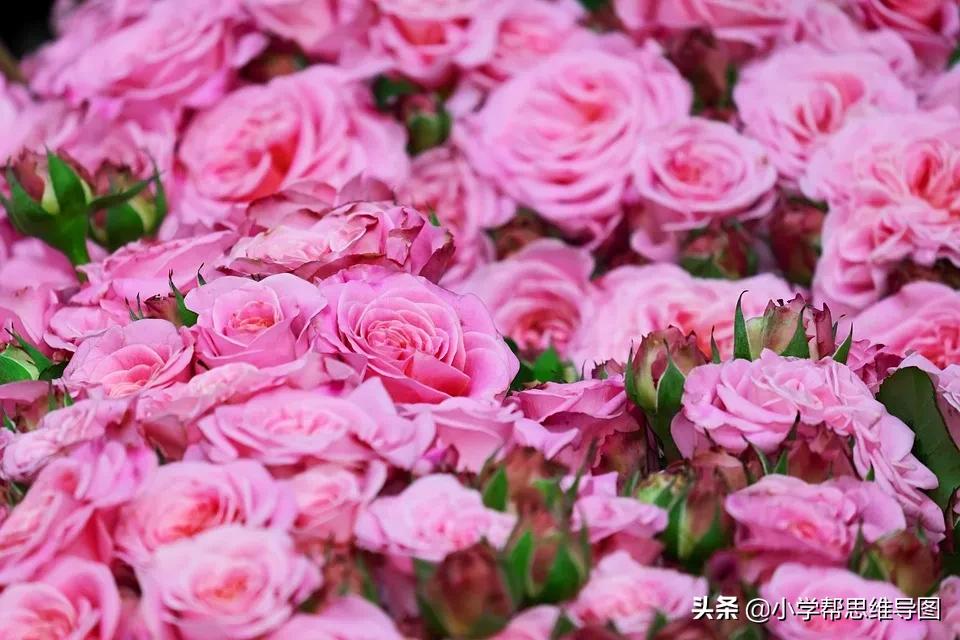 我最喜欢的一本书作文讲解,我最喜欢的一本大书优秀范文