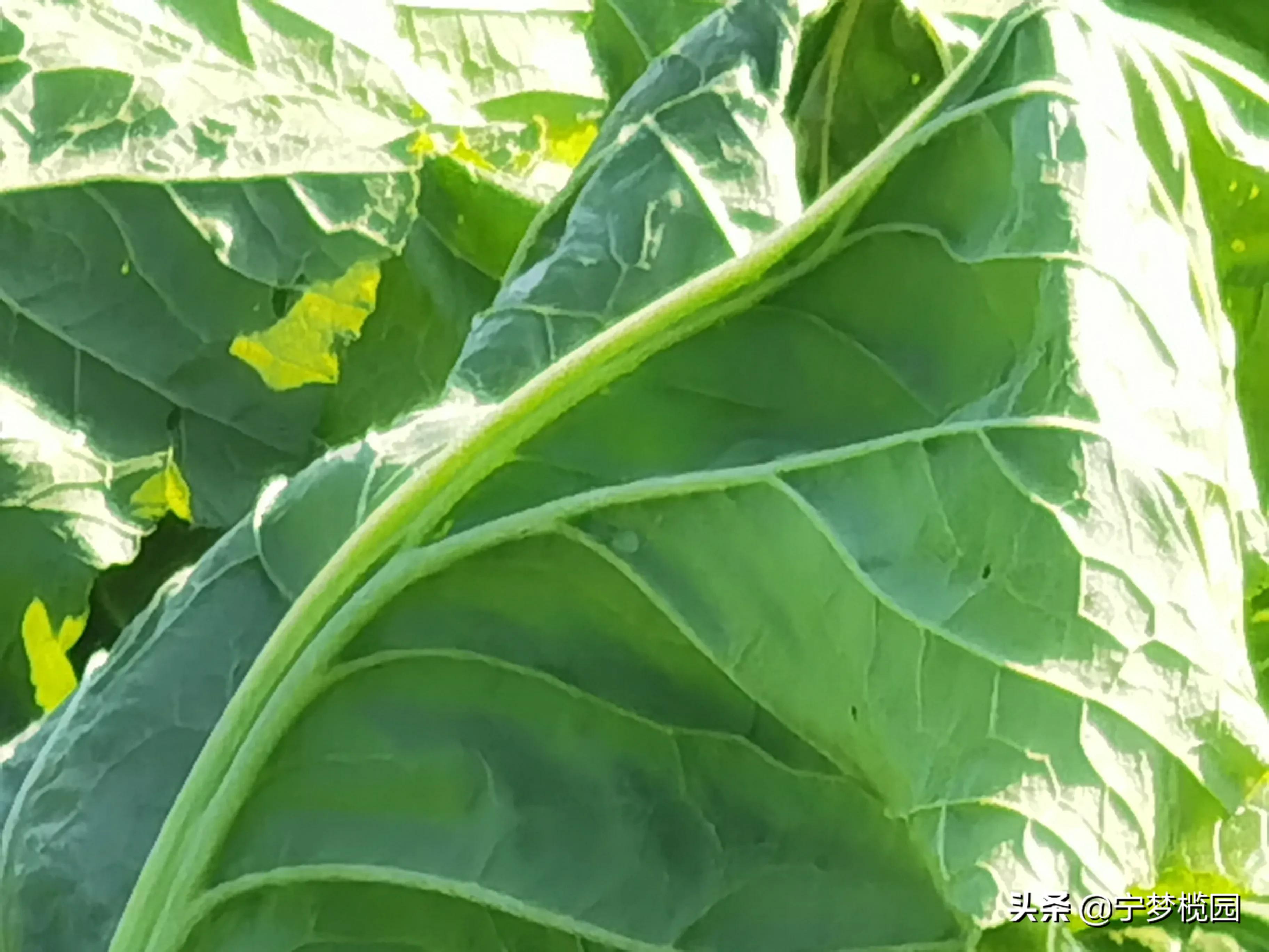 浓浓的乡情，甜美的乡貌一一感受五华华城“状元福地·古邑新城”