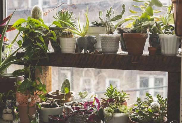 多肉变瘦怎么回事,多肉换了颗粒土怎么都变瘦了