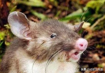 防治鼠害,鼠害的防治方法