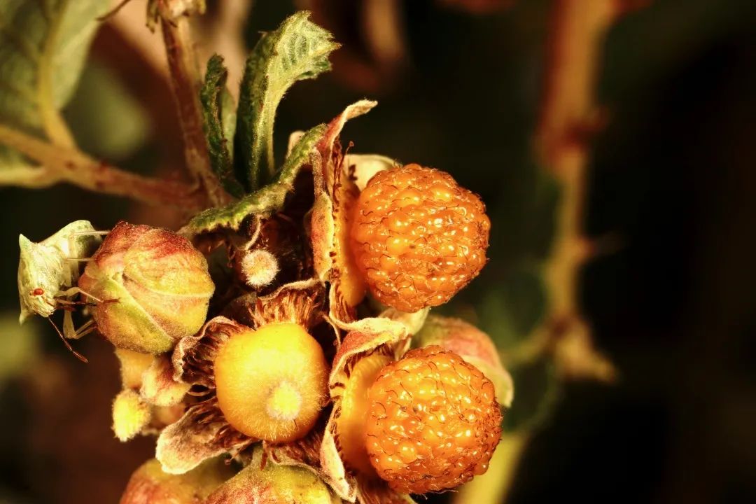 云南人最认同的本地食材,外省人来云南没有见过的菜