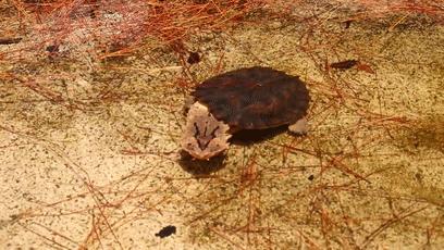 龟龟长大了,我滴个龟龟是什么意思