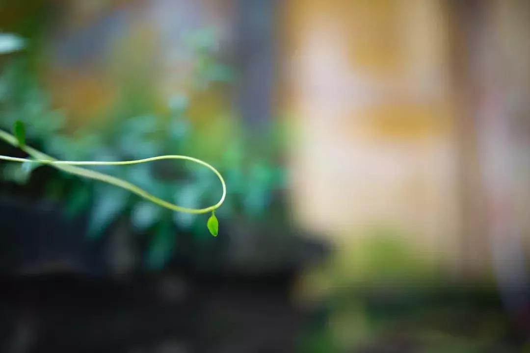 尼康定焦镜头35f1.8跑焦吗,镜头跑焦的原因有哪些呢