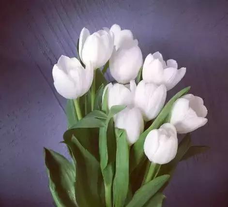 各类盆栽花语大全及寓意,各绿植寓意名字及花语大全