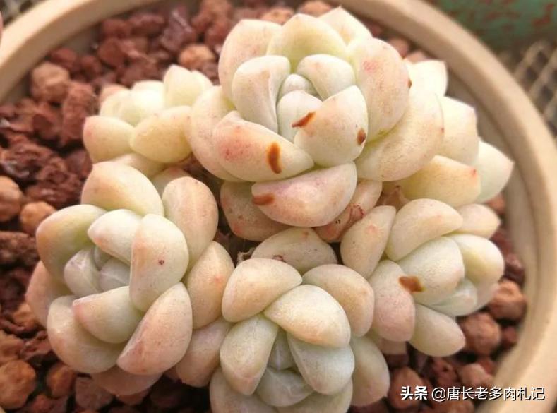 多肉僵苗怎么处理才能快速生长,多肉有新根为什么还是僵苗