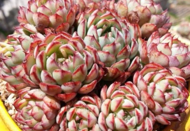 多肉叶片喷水有助上色吗,给多肉上色的最佳方法