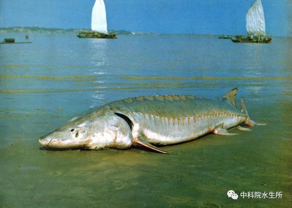 长江中下游有什么珍稀动物,生活在长江区域的珍稀动物有哪些