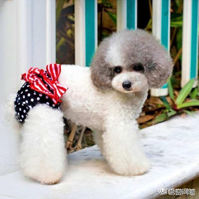 养宠物养公狗好还是养母狗好,公狗母狗可以一起养吗