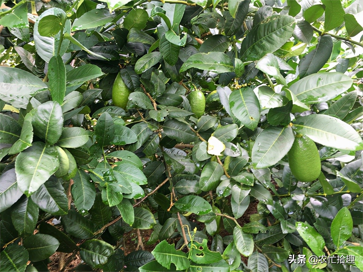 5月涨至一斤36元，吸引农民种植，如今价格腰斩，为何仍被看好