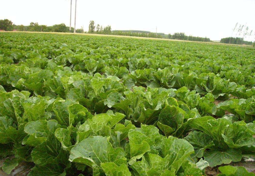 蜗牛吃菜预防土方法,蜗牛防治最有效方法