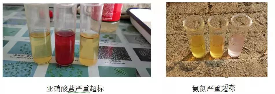 黄颡鱼烂皮如何处理,黄颡鱼烂背鳍原因