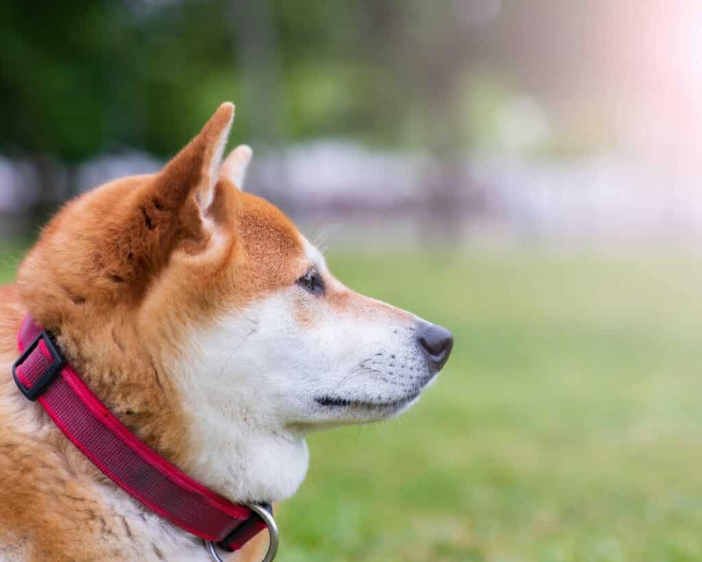 柴犬在哪里买比较靠谱广东,柴犬在哪里买比较合适