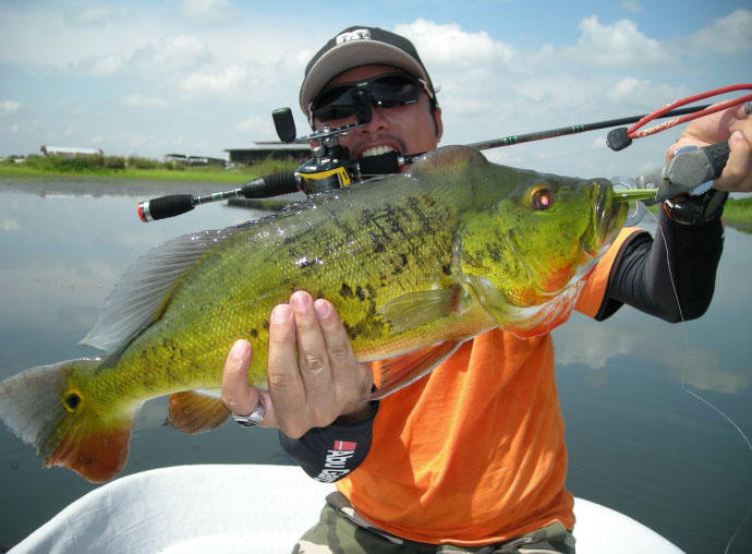 孔雀鱼凶猛,美丽凶猛观赏鱼