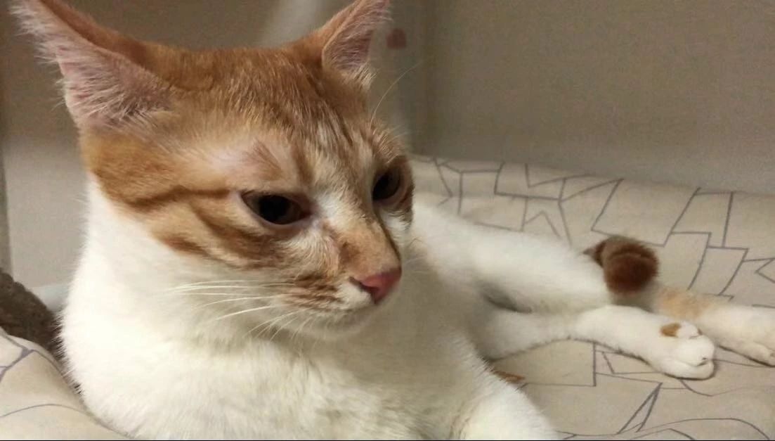 猫罐头里有卡拉胶可以吃吗,猫罐头添加瓜尔胶有什么危害吗