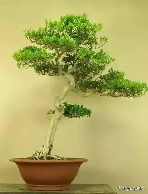 瓜子黄杨珍珠黄杨雀舌黄杨哪种好,黄杨雀舌和黑珍珠区别