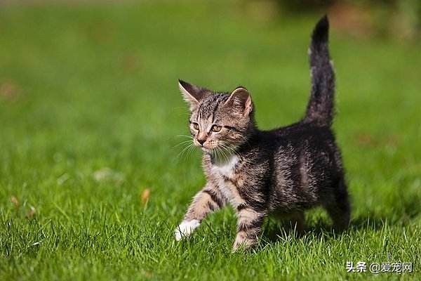 猫咪有跳蚤怎么快速去跳蚤,猫咪长跳蚤怎么快速去除