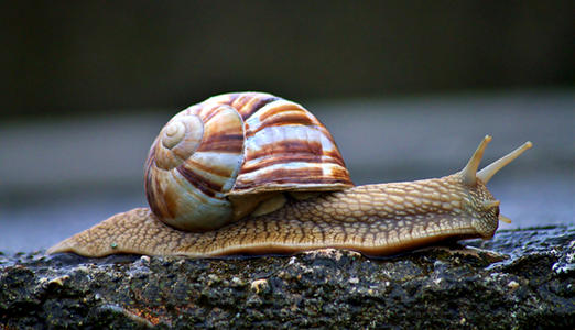 每年吃掉6万吨的蜗牛肉，法国人为何超爱吃一只大蜗牛？