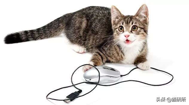 有什么办法防止猫咪咬家具,如何有效防猫咪抓坏东西