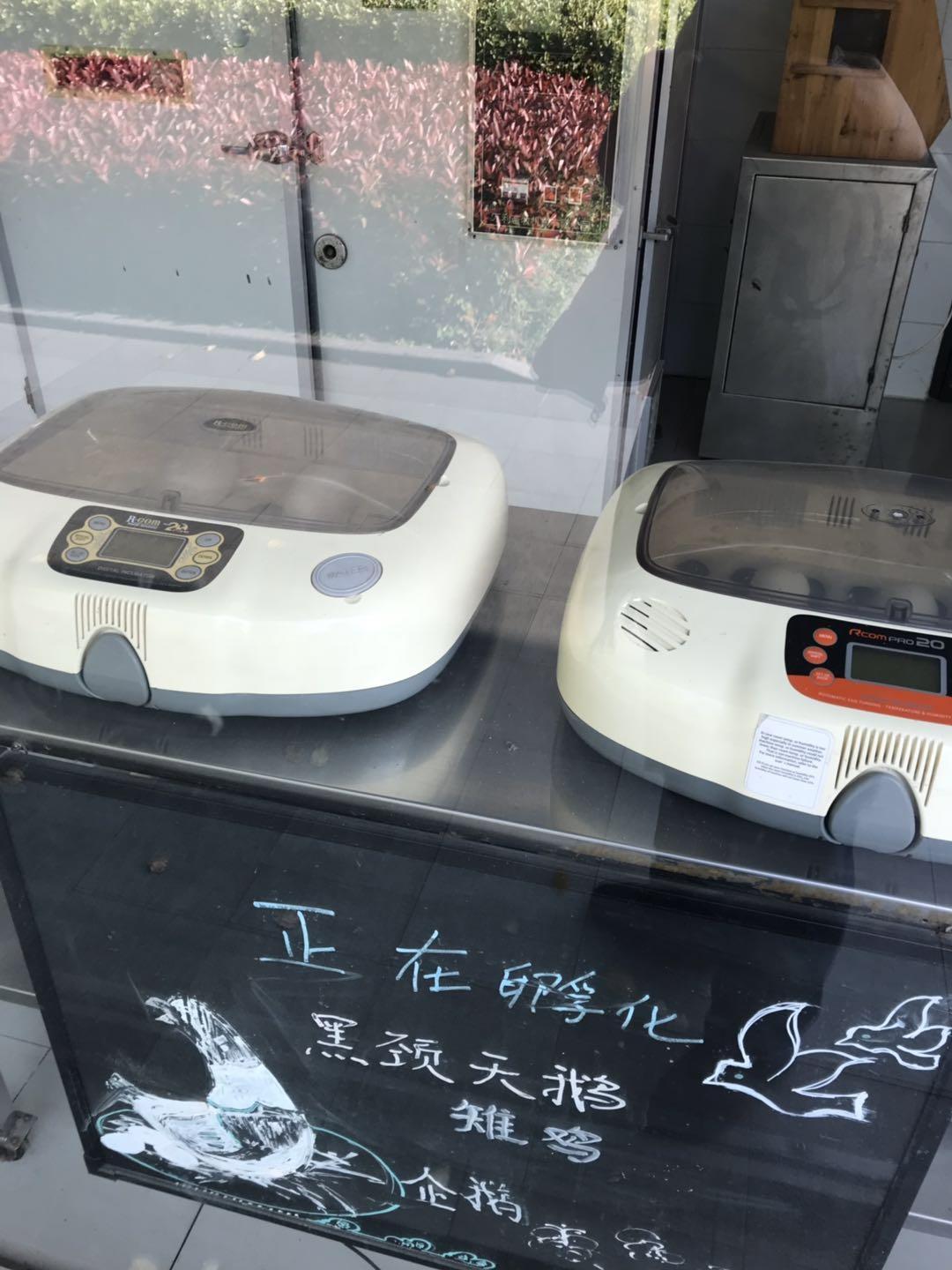 上海野生动物园太阳广场节目安排,上海野生动物园建议游玩时间