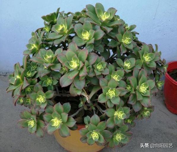 肉肉上长出来的侧芽要剪掉吗,怎么让多肉快速爆出侧芽