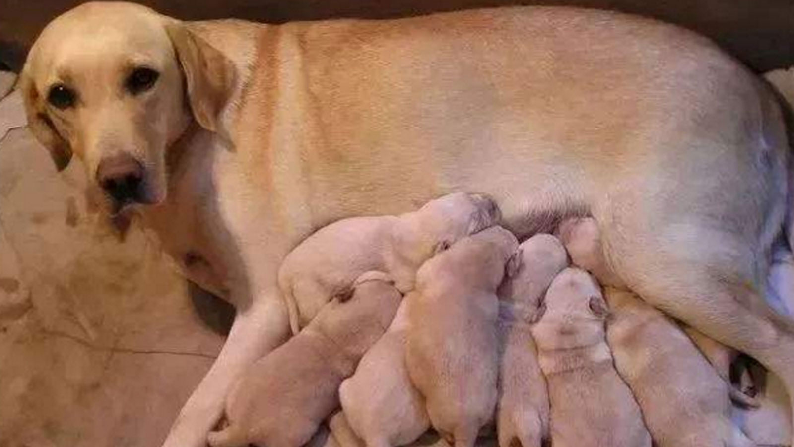 幼犬的日常护理有哪些,有关幼犬护毛教你几招