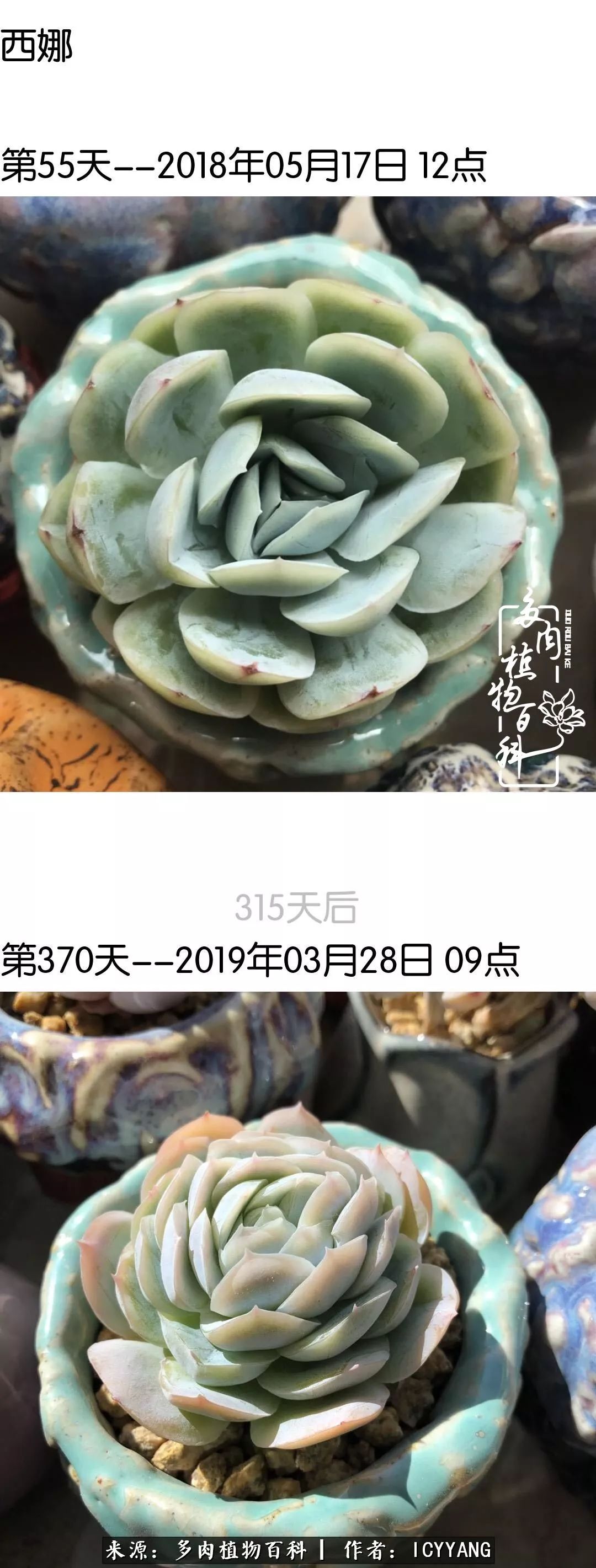 多肉隔着玻璃晒太阳效果好吗,隔着玻璃养的多肉照样长得好