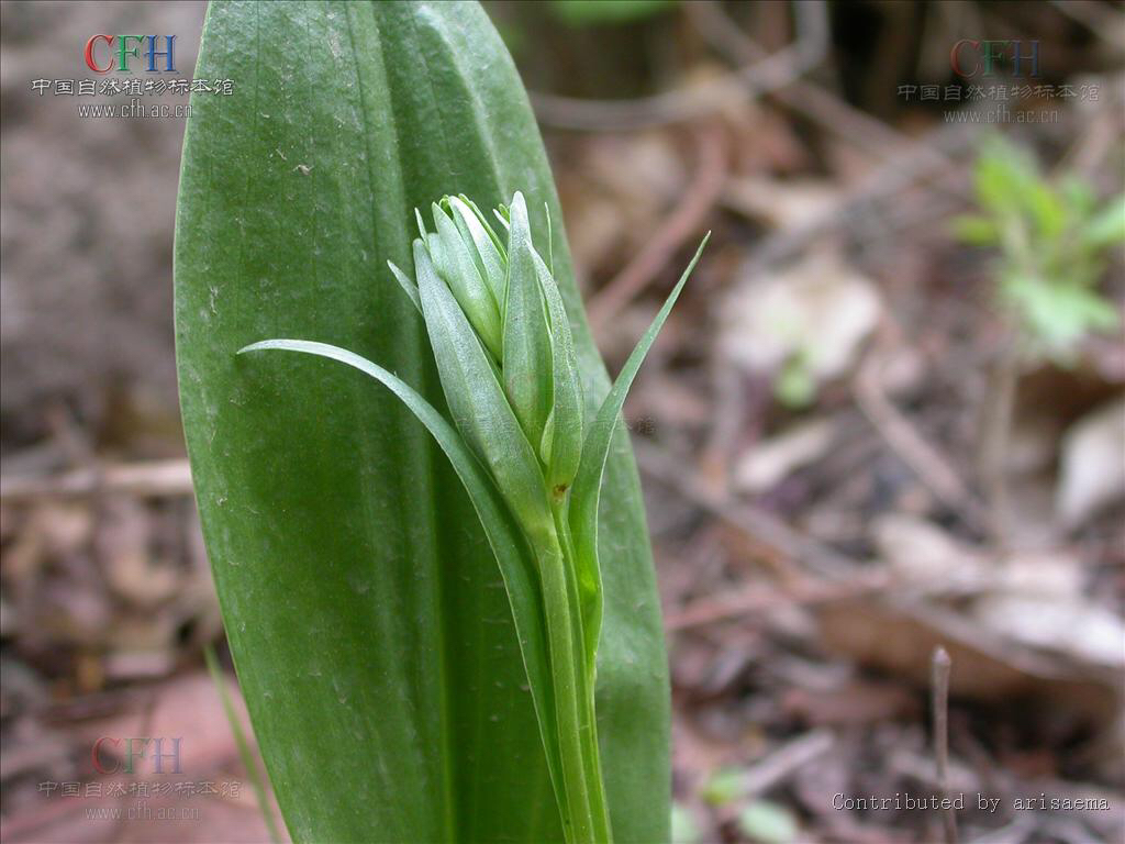 中药材牛尾竹,中草药观音菊图片