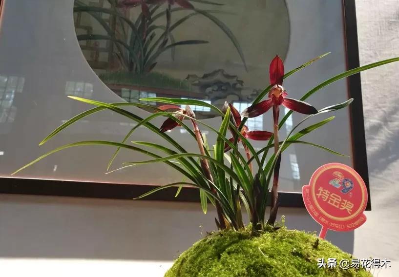 兰花干养根湿养叶怎么理解,兰花喜湿还是喜干