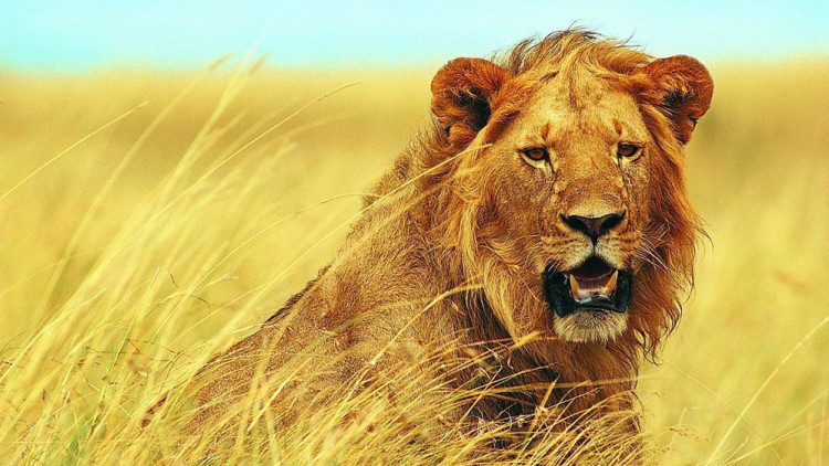 狮子和老虎打架的故事,老虎和狮子打架谁厉害