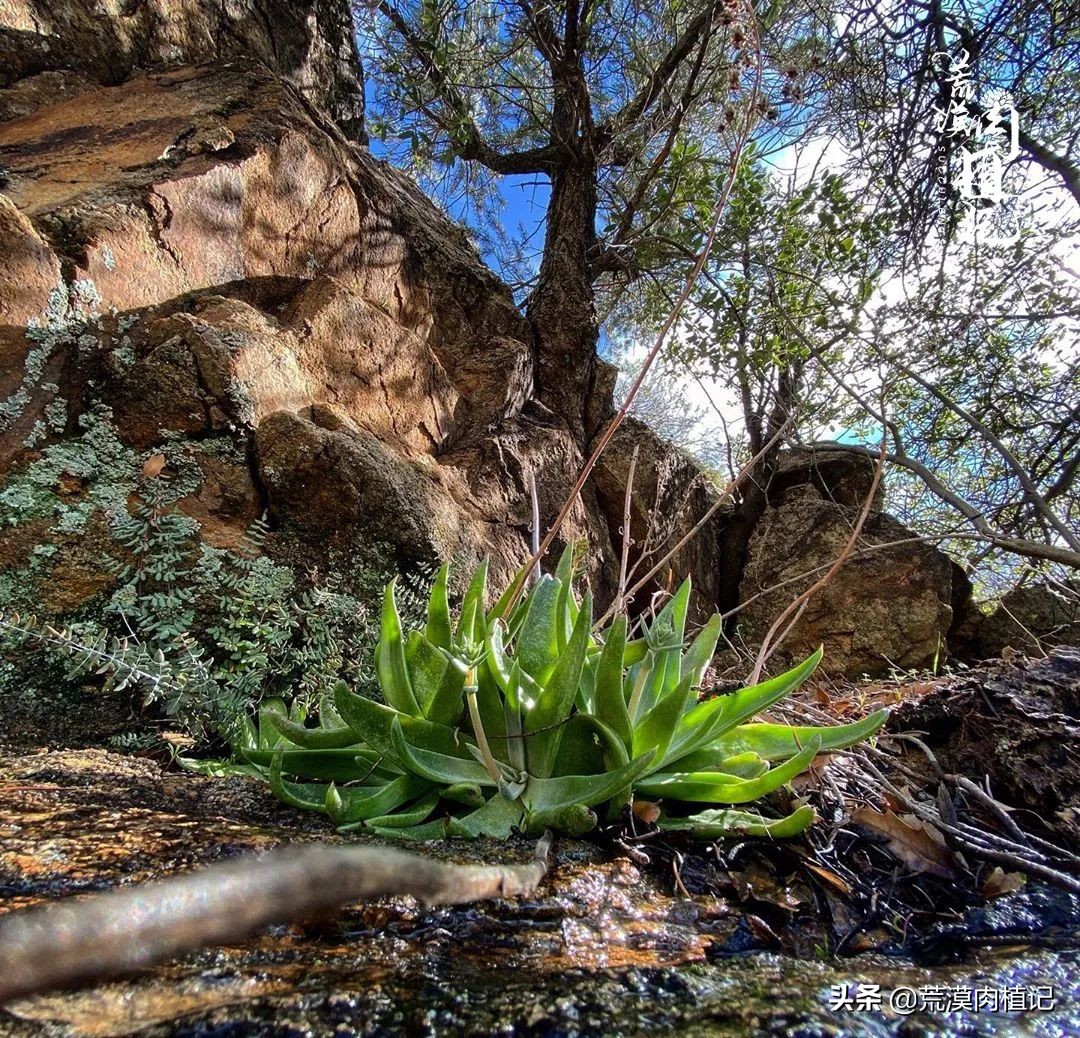 美国加州海岸仙女杯偷盗,美国加州仙女杯产业