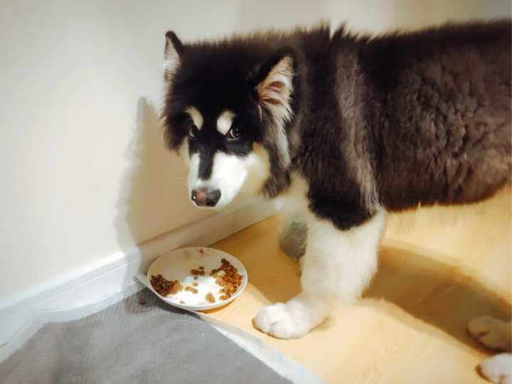 阿拉斯加雪橇犬饲养方法图解大全,阿拉斯加犬饲养注意事项和禁忌