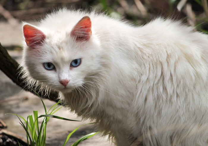 蓝眼白猫耳聋是什么原因,白猫蓝眼的猫咪都患病吗