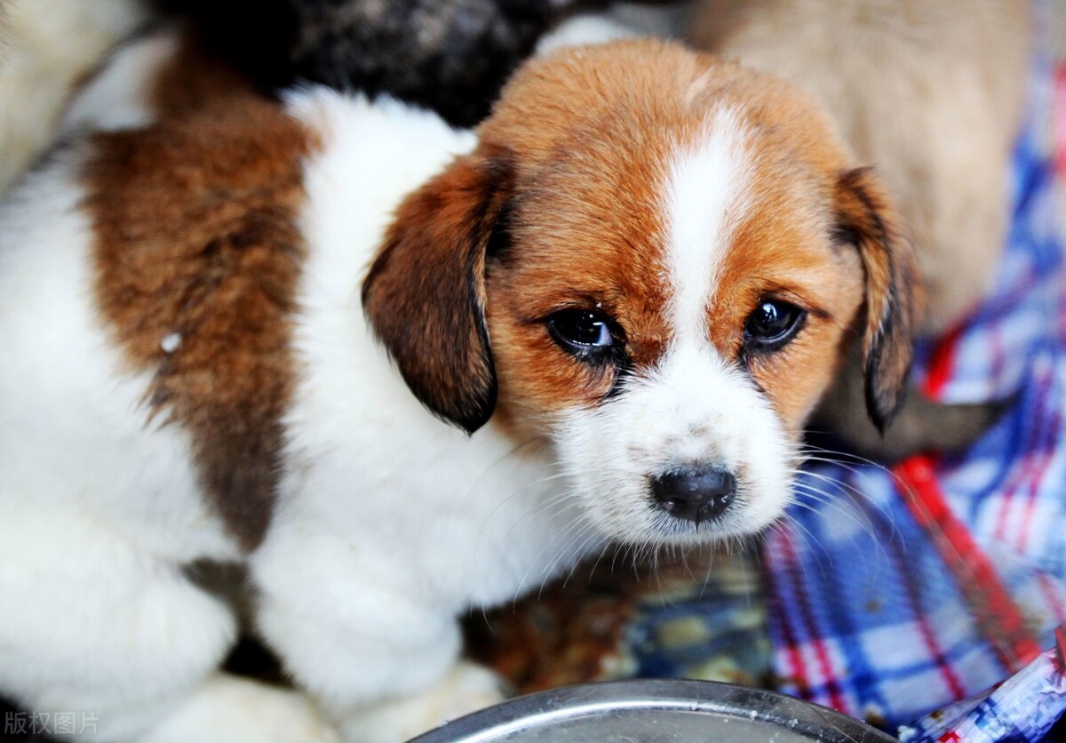 宠物结膜炎怎么治疗效果最好,宠物结膜炎的症状及治疗