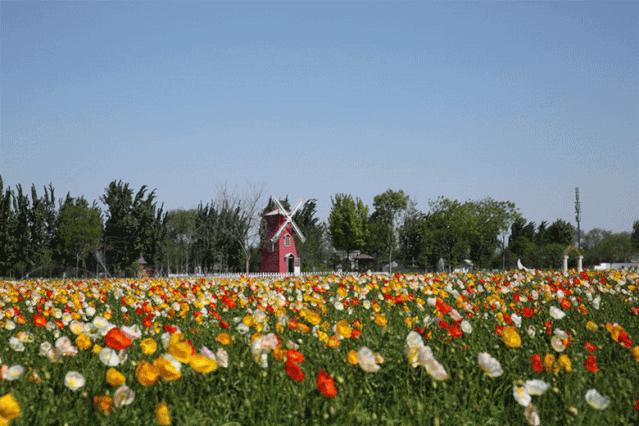 【FENG娱】永定河畔租个“私家菜园”,享受农忙乐趣,体会丰收喜悦!