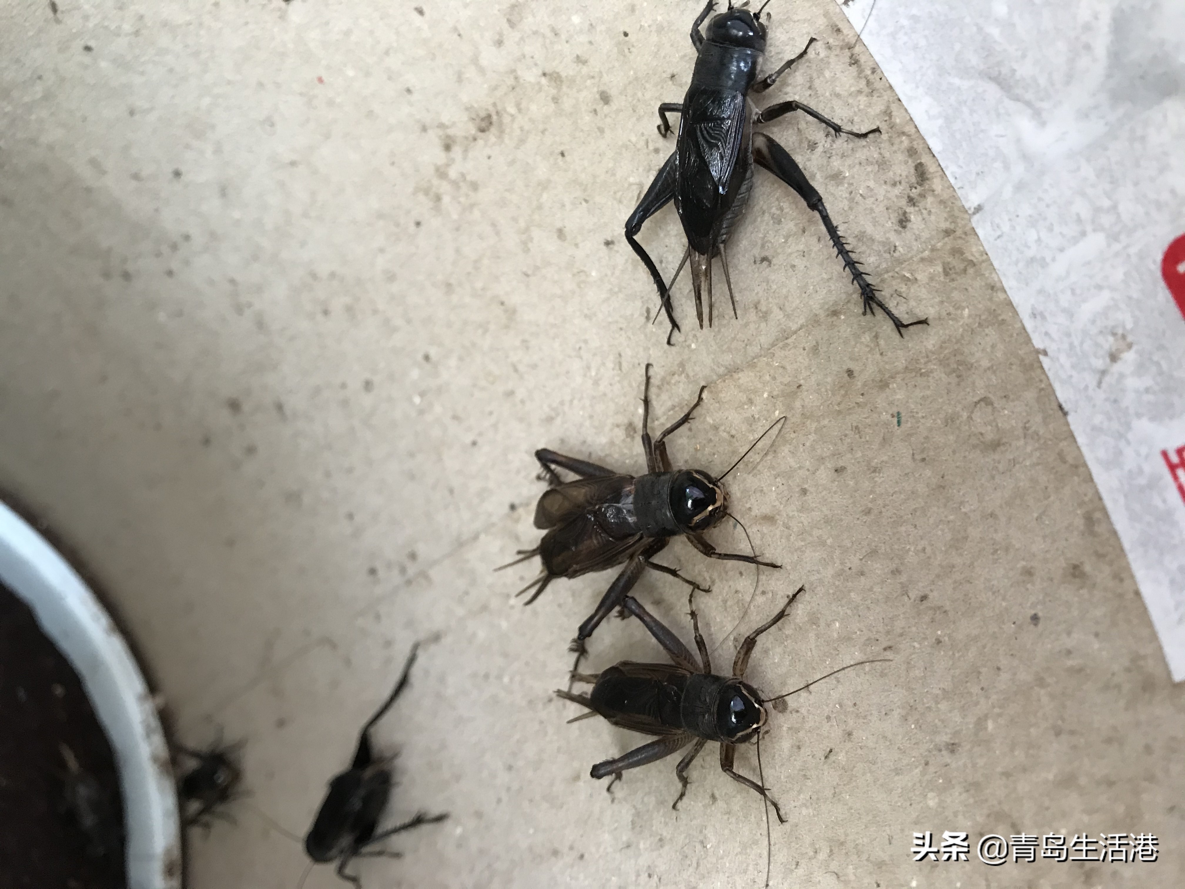 青岛哪里能买到鸣虫,青岛有卖鸣虫的吗