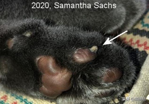 猫咪也会长“鸡眼”？肉垫上的角质增生需要切除吗？