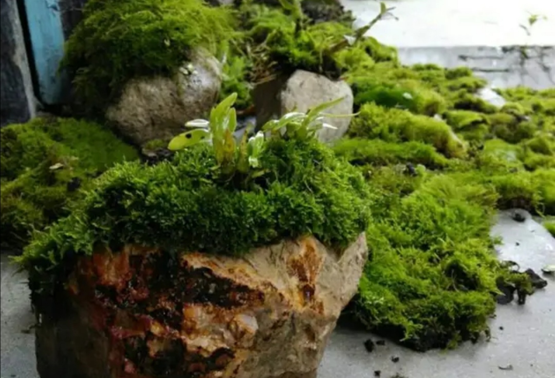 苔藓文竹制作微盆景图,怎么做苔藓小盆景