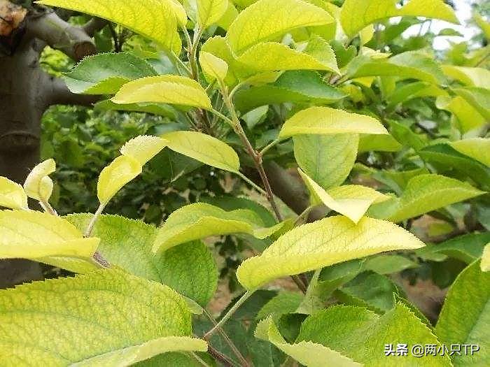 植物缺铁缺镁的症状是什么,植物缺镁最简单的补充方法