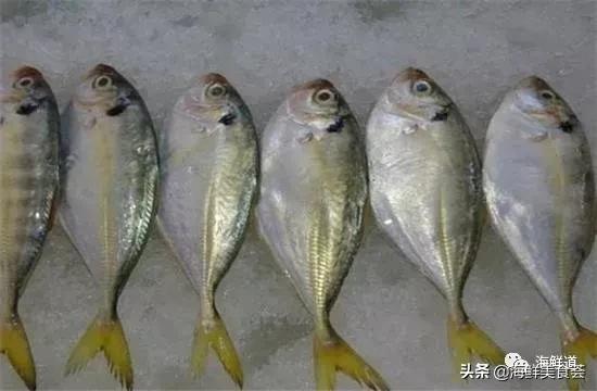 102种海鲜,营养丰富的海鲜有哪些品种
