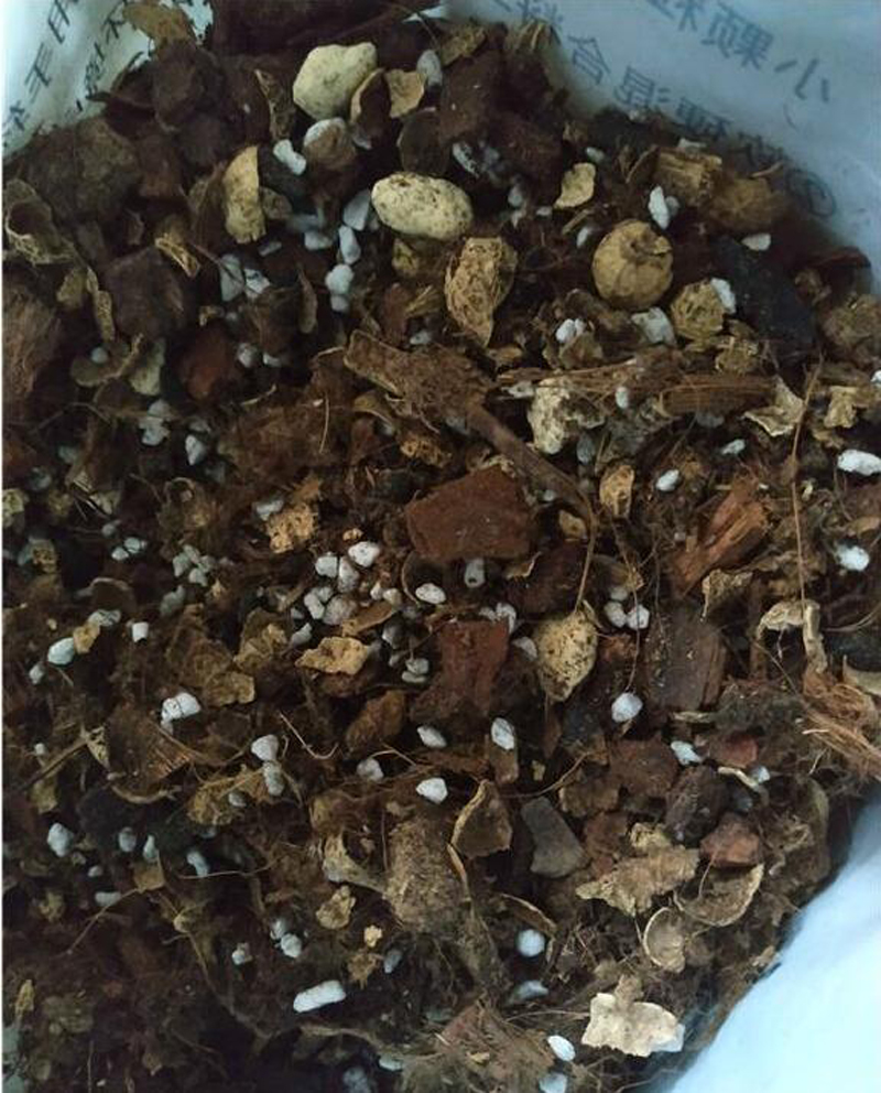 兰花上盆步骤详细演示讲解,兰花刚上盆几天可以浇水