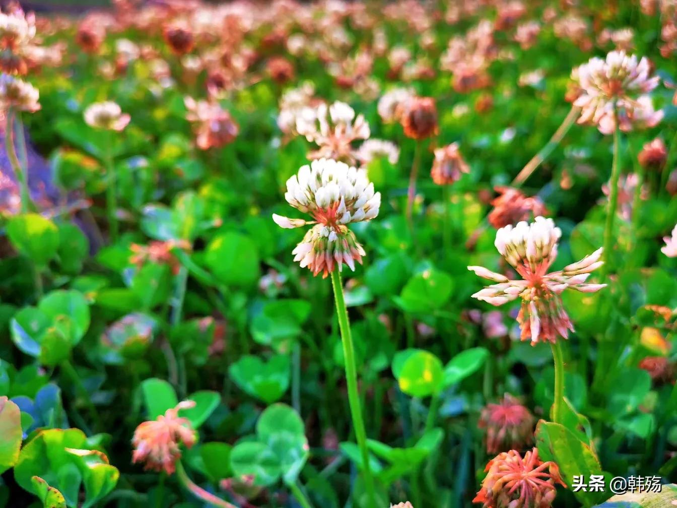 出游不必远行,出游不再烦恼