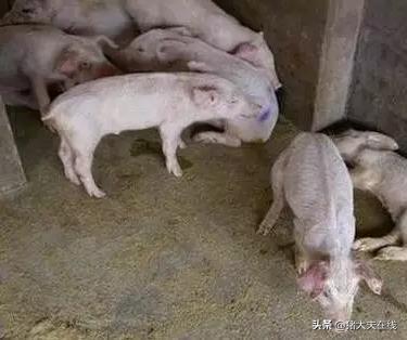 哺乳仔猪拉稀用什么类的药最好,十个养猪小妙招