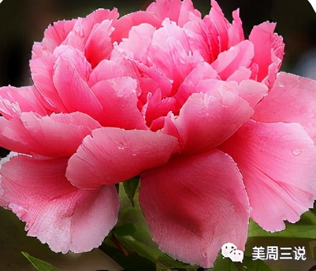 黛昂丝呼吸霜多少钱一瓶,黛昂丝呼吸霜的功效