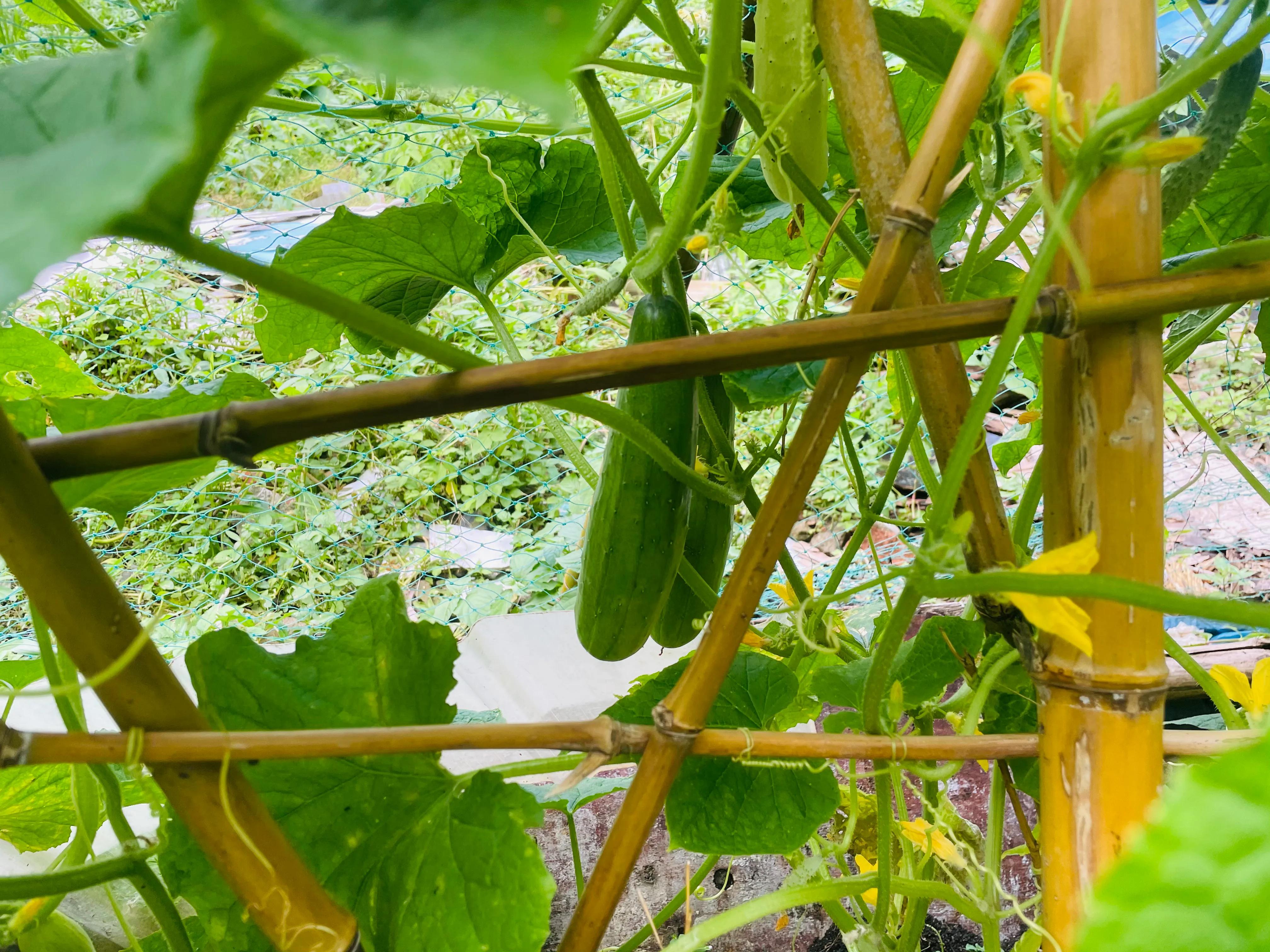 在农村老家卖菜种,在农村里买菜苗