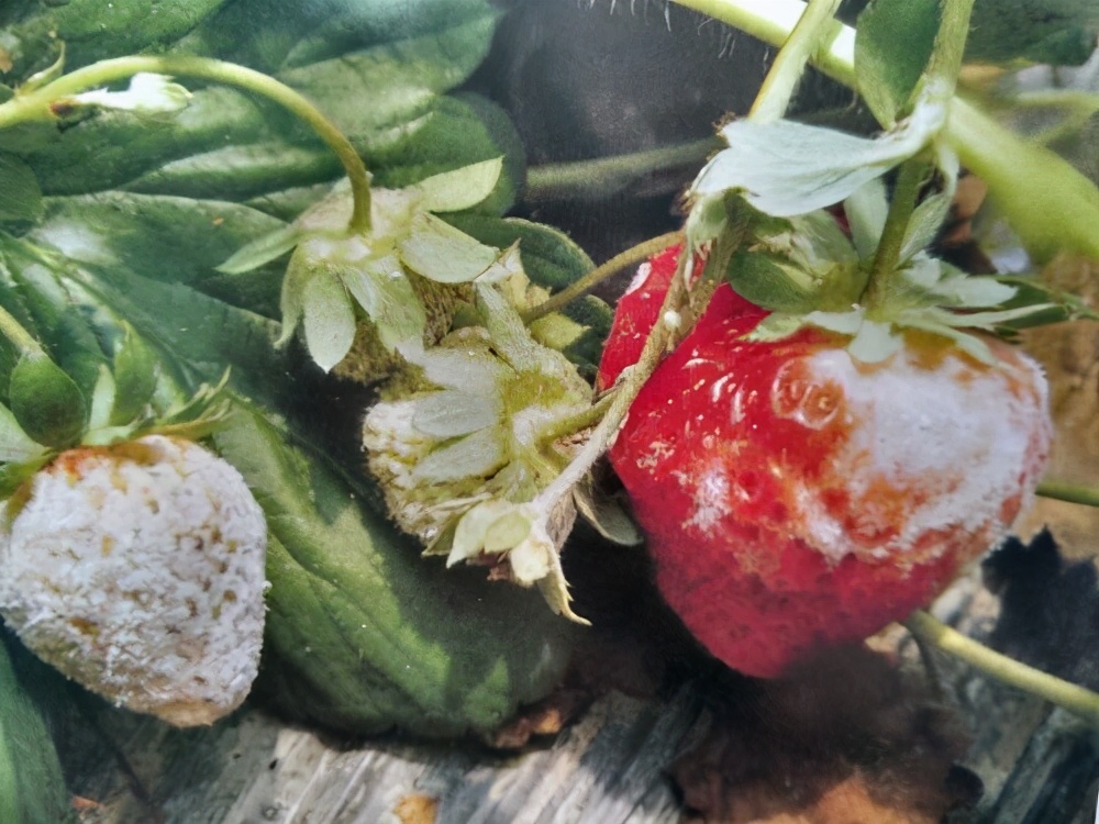 草莓土壤里有虫怎么处理,草莓棚四大病害