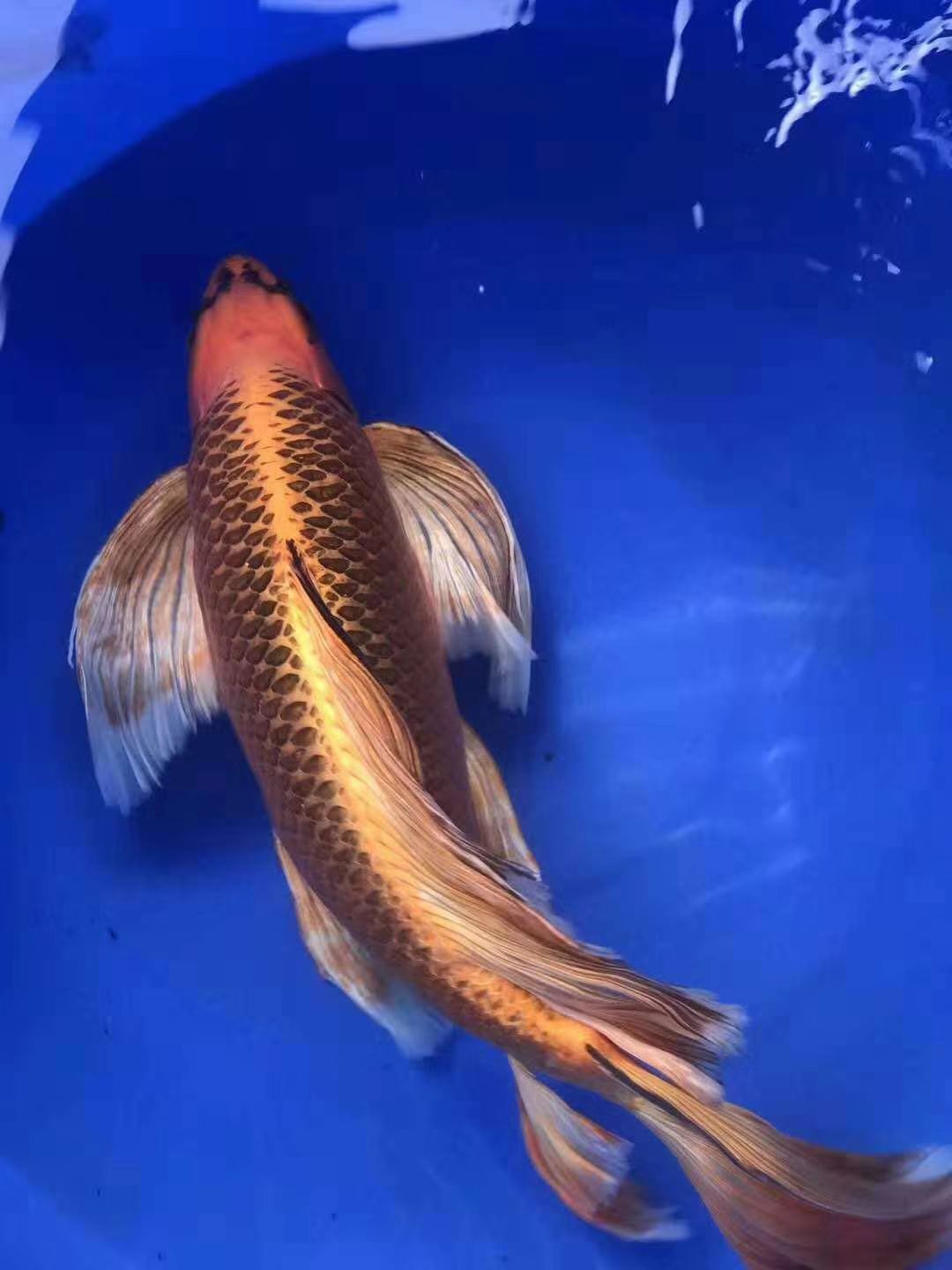 鱼缸养锦鲤鱼技术大全,缸养小锦鲤鱼的基本方法